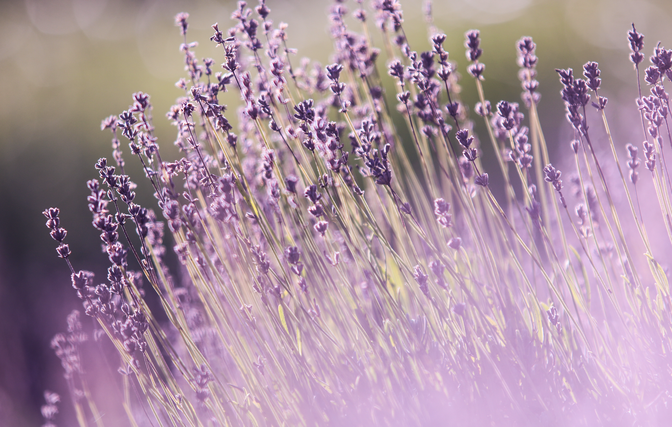 A field of lavender