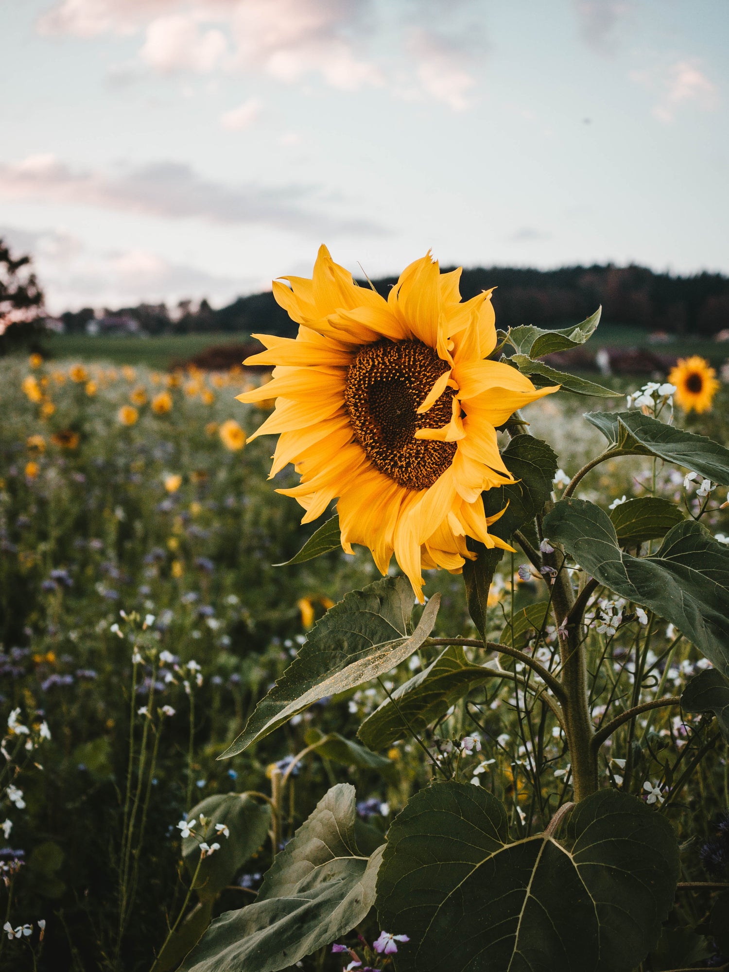 Sunflowers are a natural source of Vitamin E