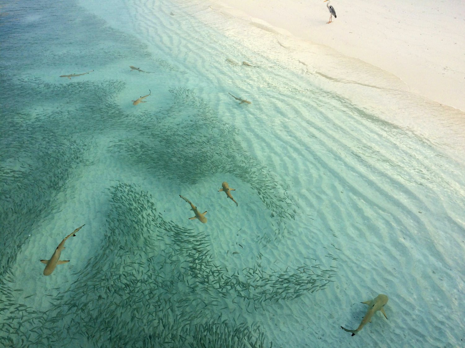 sharks swimming in shallow waters